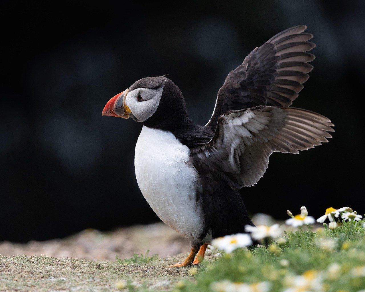 Puffin 2