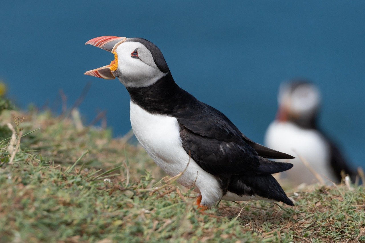 Puffin 1